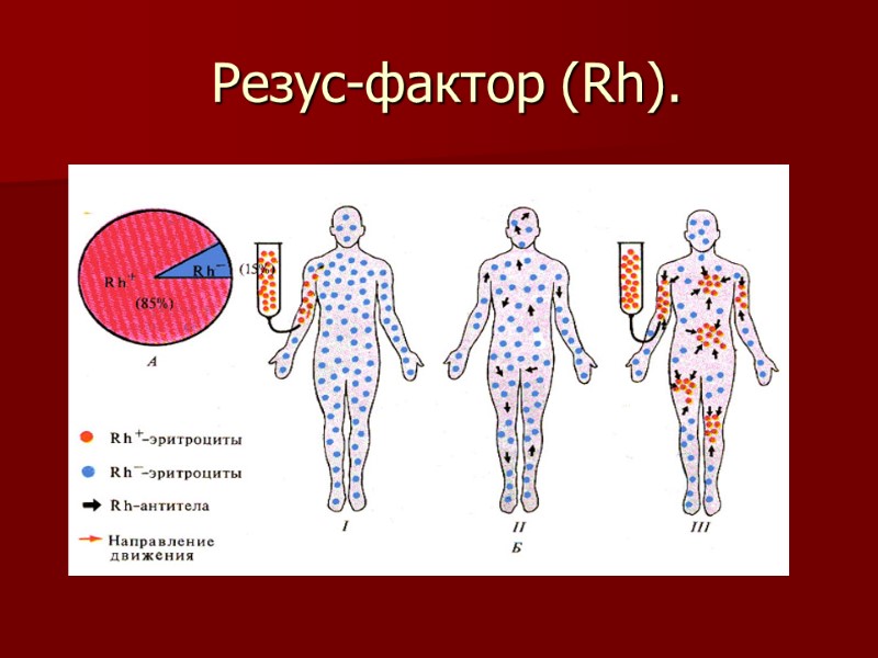 Резус-фактор (Rh).